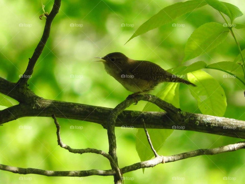 House Wren