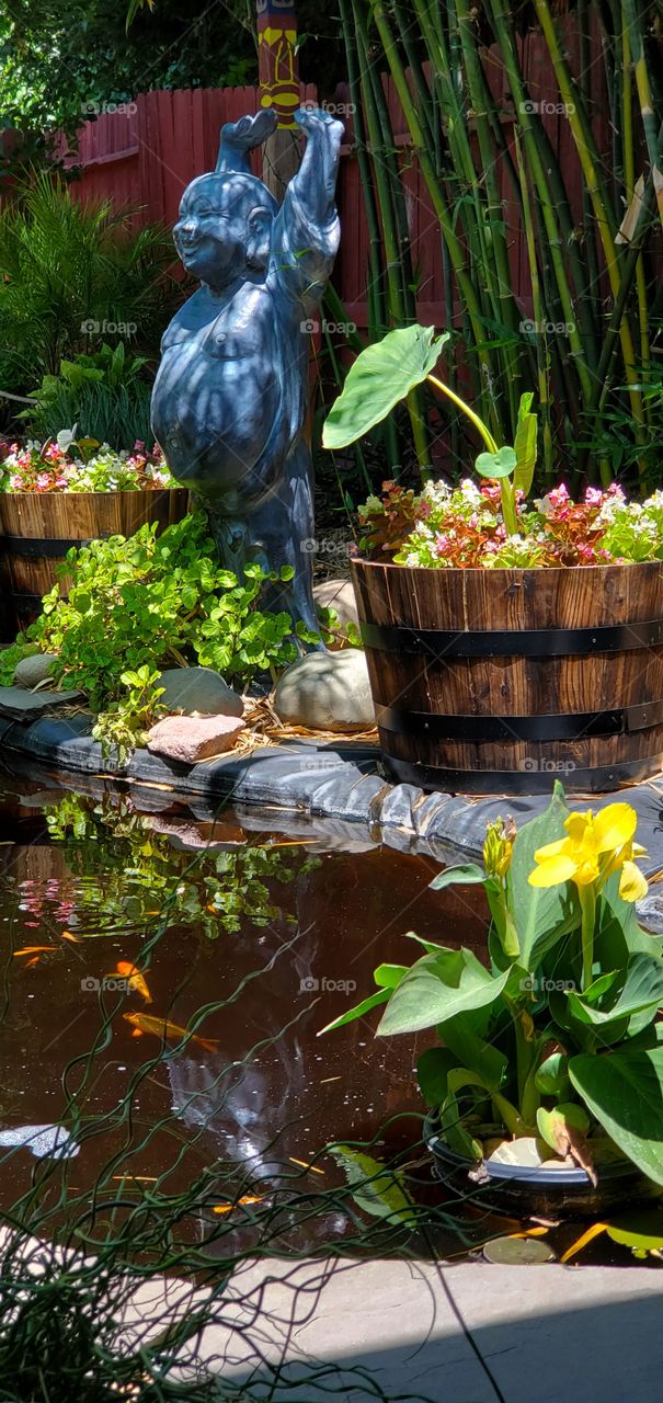 Backyard pond