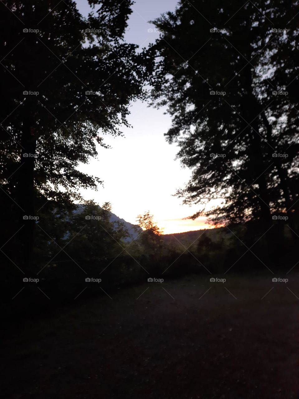 Abenddämmerung Tannenbaum 