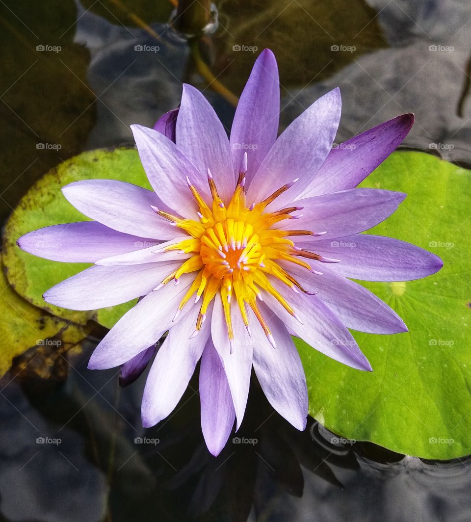 Lotus