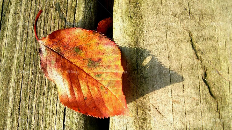 Wood, Tree, Leaf, Fall, Nature