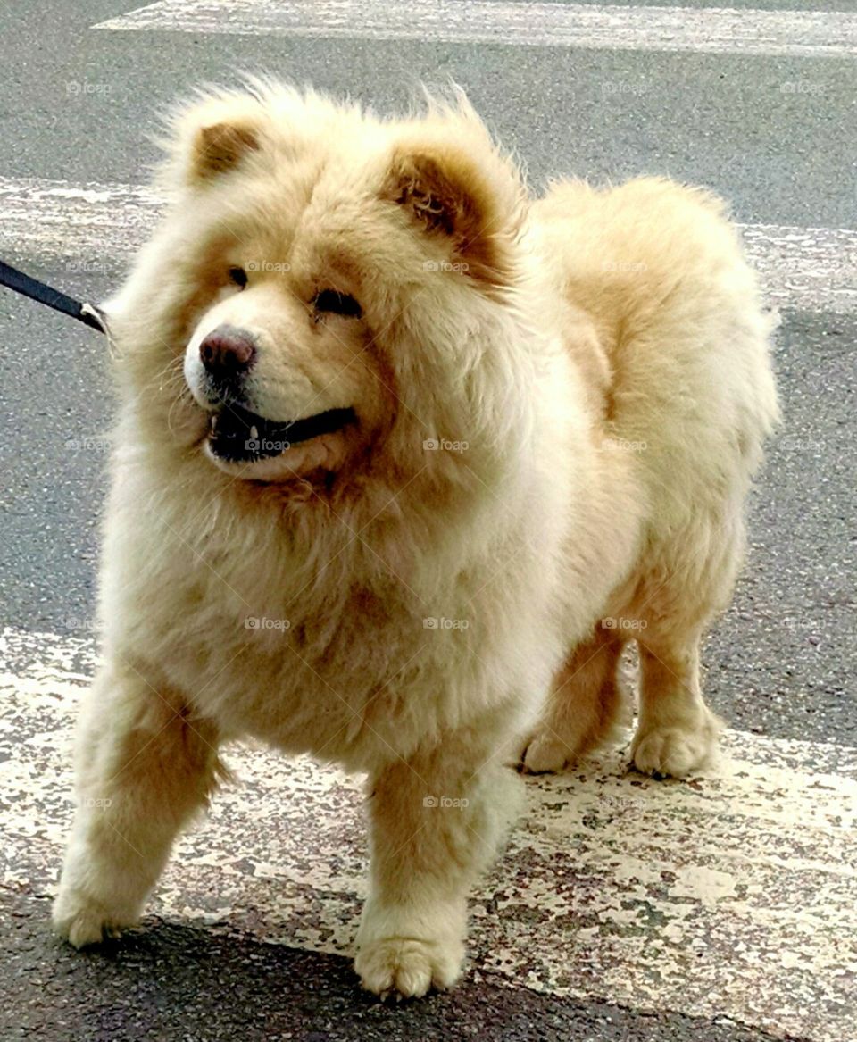 "yeah, look at me". this dog was walking in to pet smart with their owner