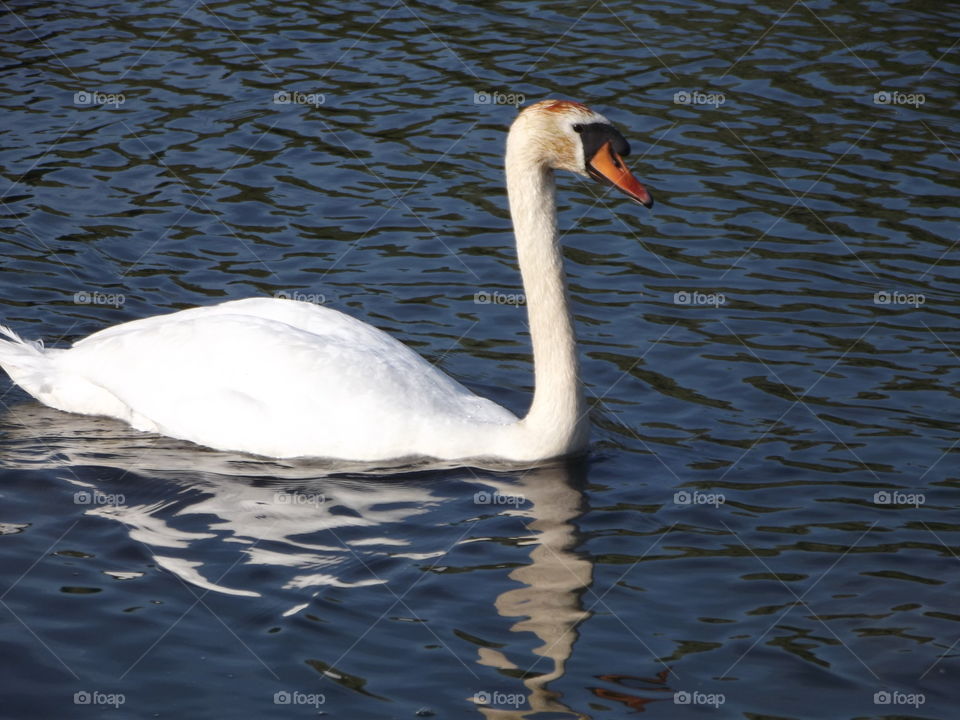 A Quiet Swim