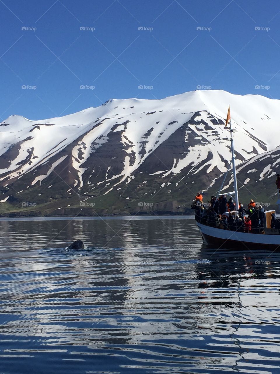 Iceland whale watching in boat humpback whales tourist boat