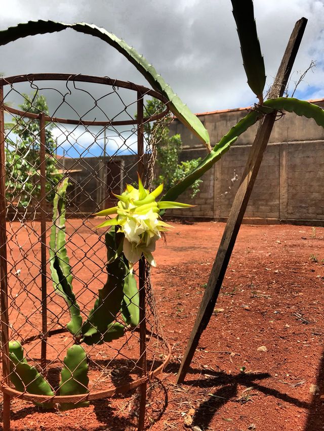 Dragon fruit