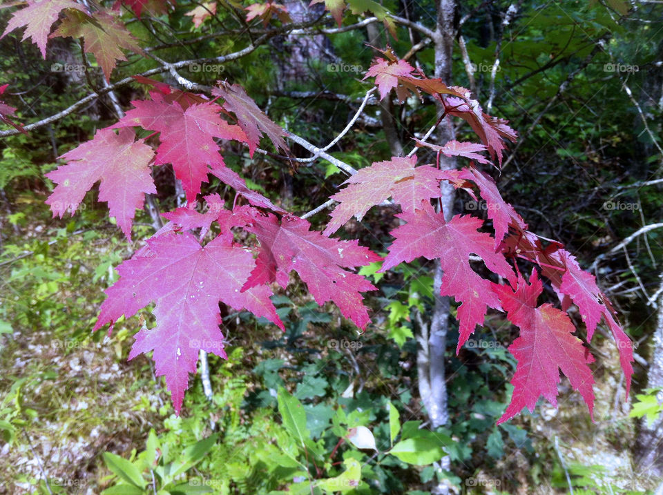 red color leaves forest by serenitykennedy