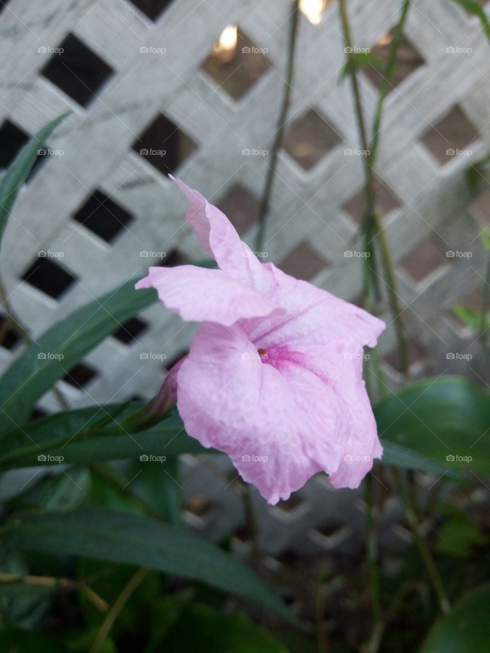 Flower, No Person, Flora, Nature, Leaf