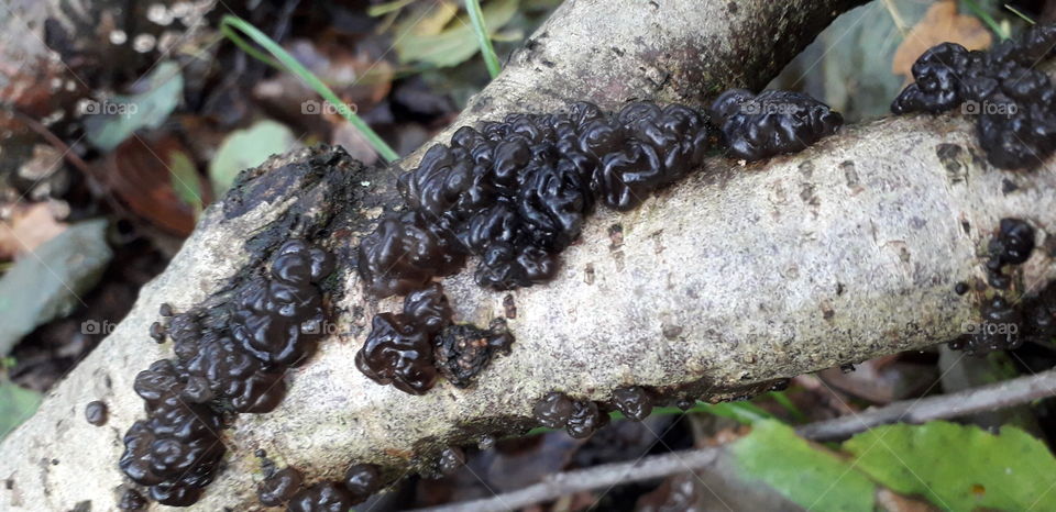 Black jelly fungus in Ashdown Forest