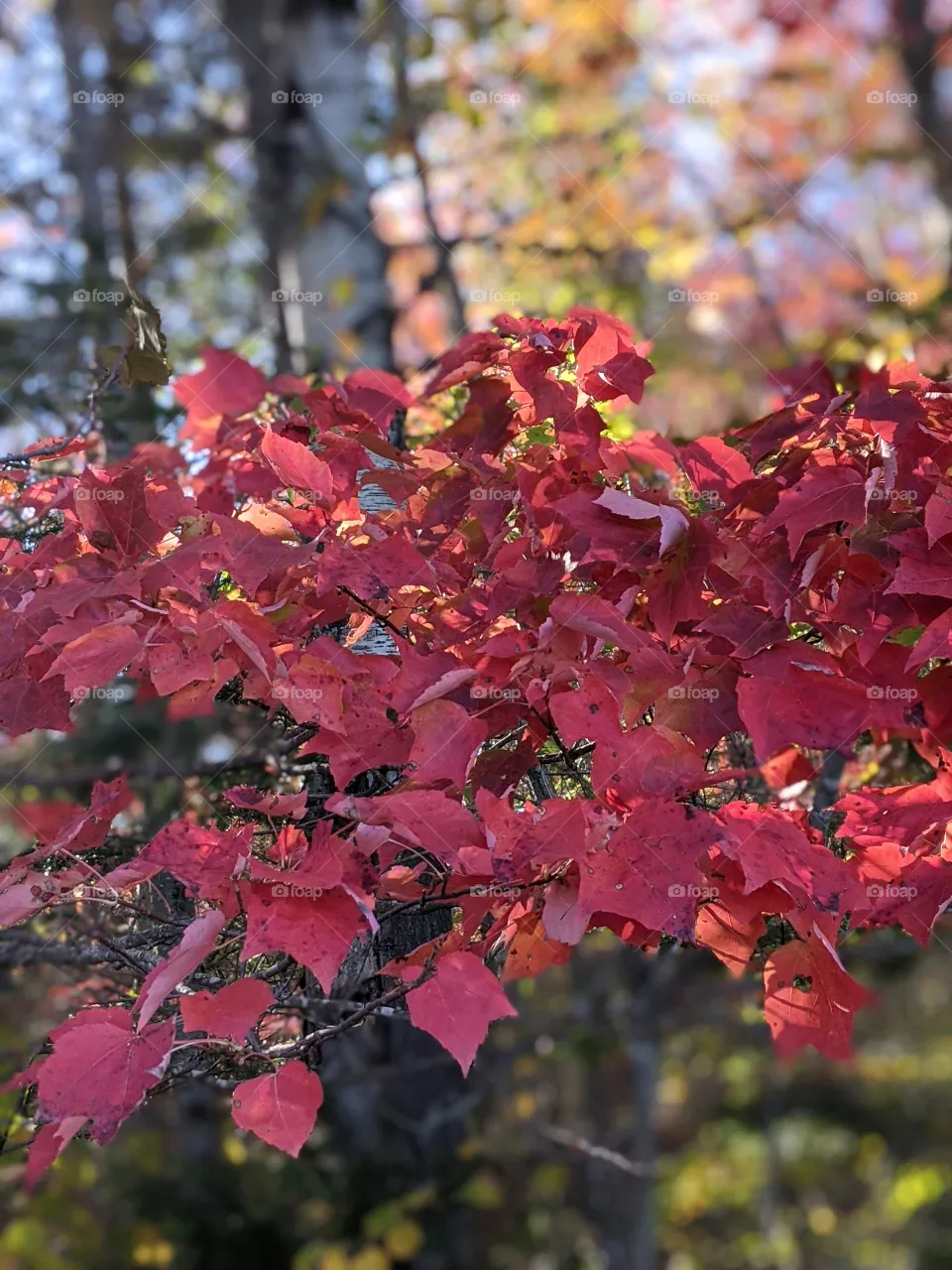 Maple leaf