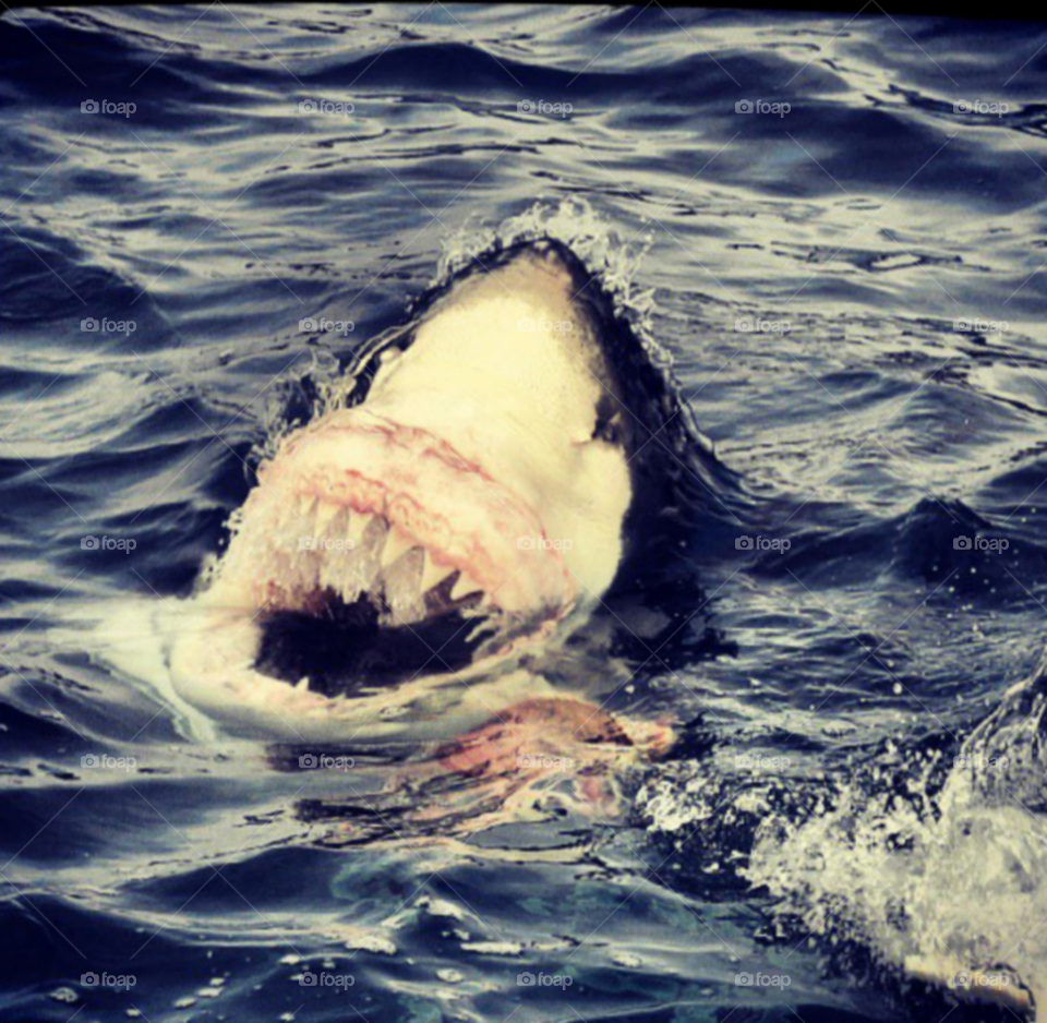jaws 2. cage diving in south Australia 