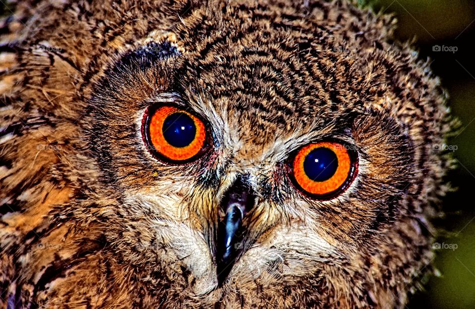 Owl portrait - light adjusted version.