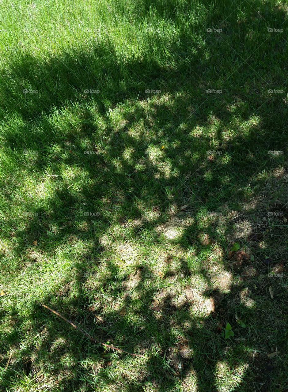 tree shadow on grass