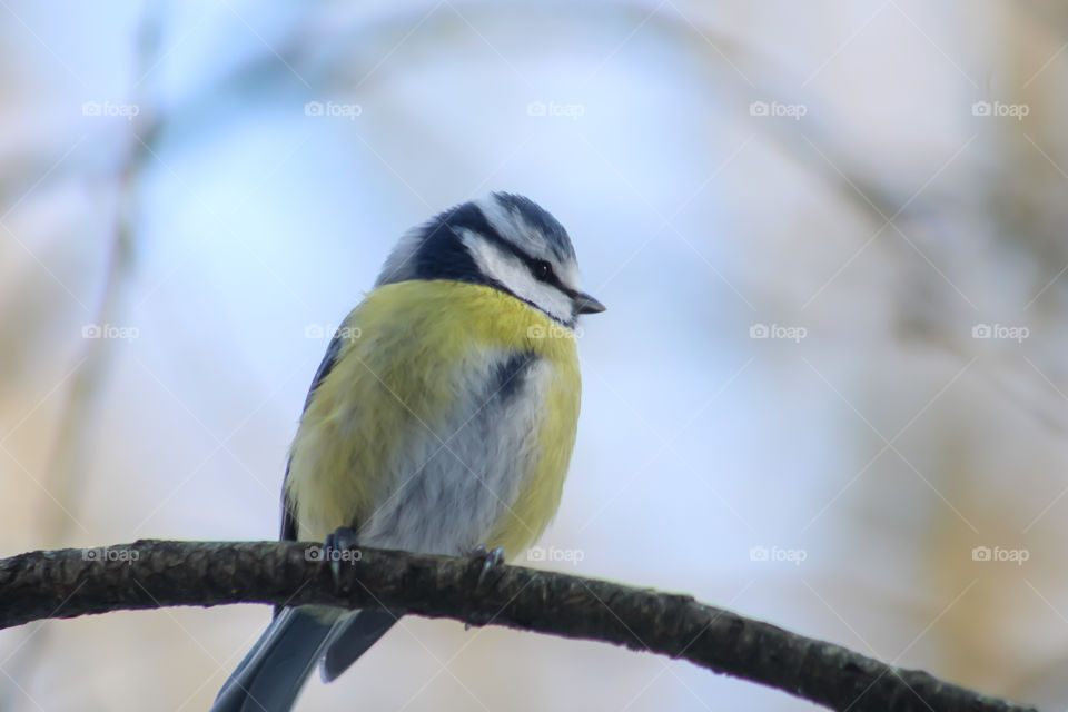 Bluetit