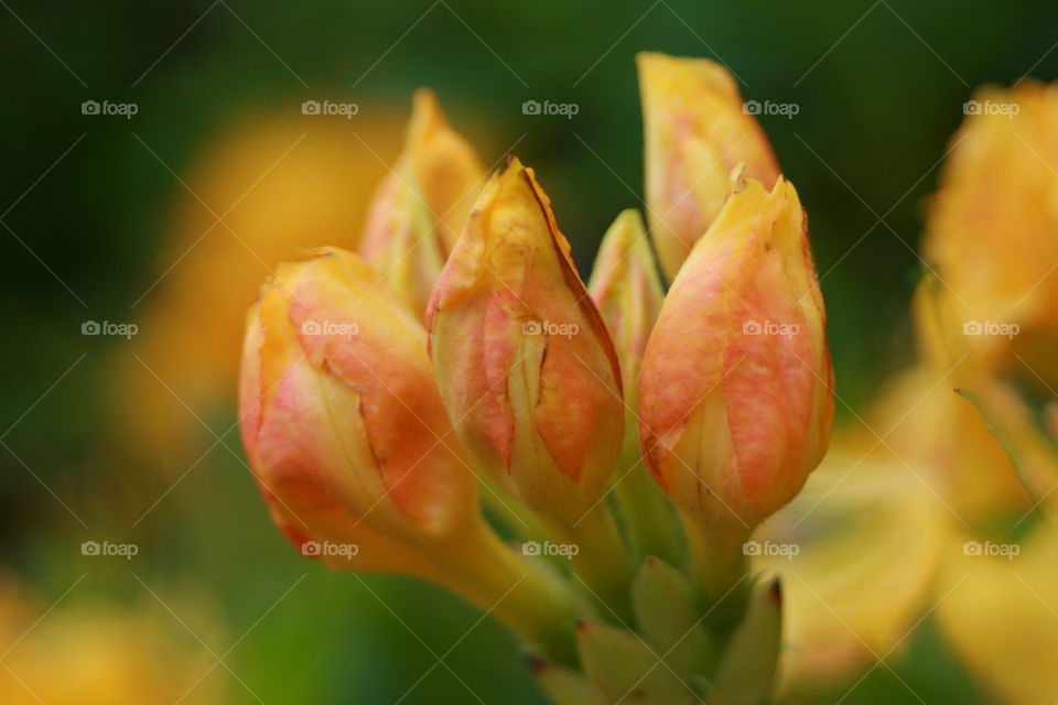 Budding Azalea 