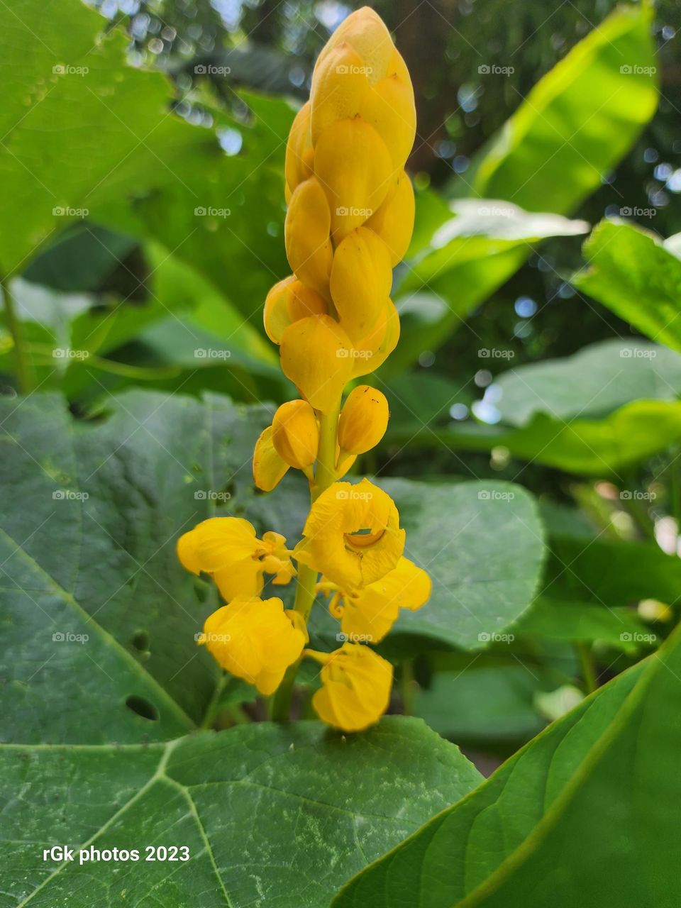 solo king of the forest