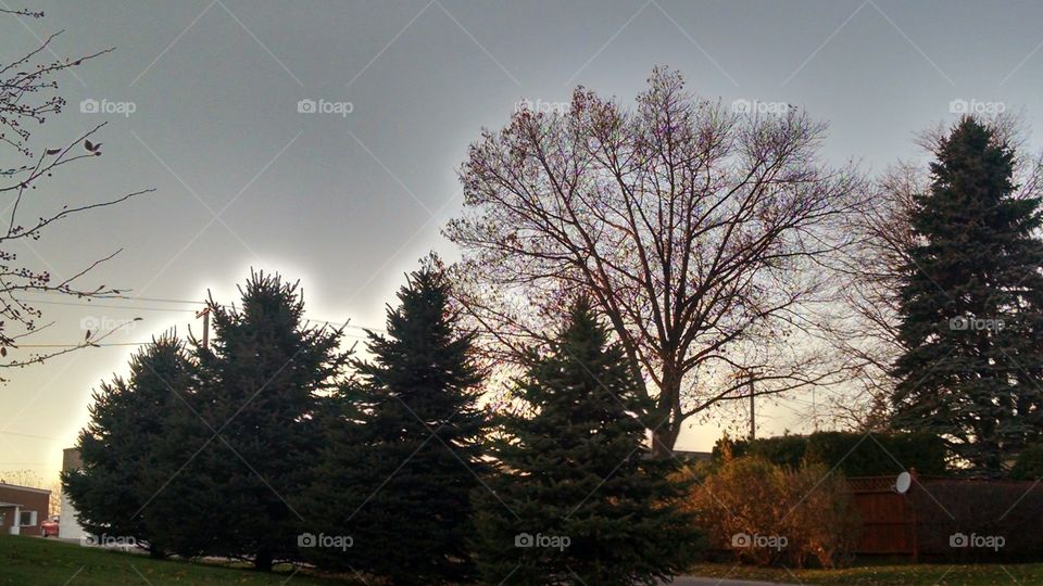 Tree, Landscape, No Person, Winter, Wood