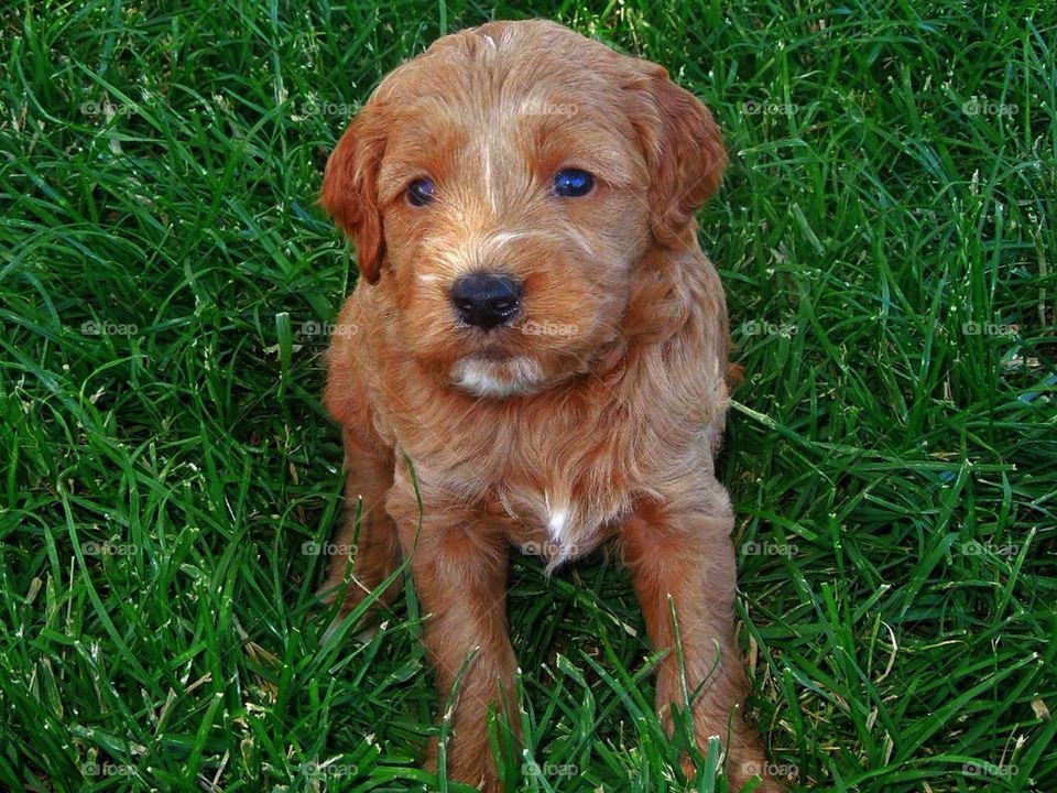 Goldendoodle