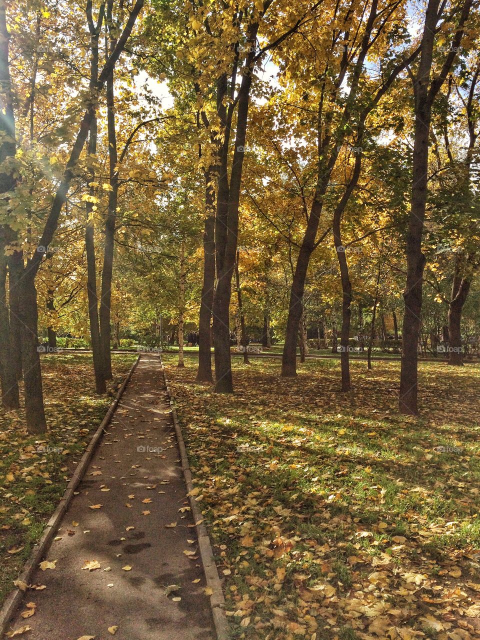 Strolling through the autumn park