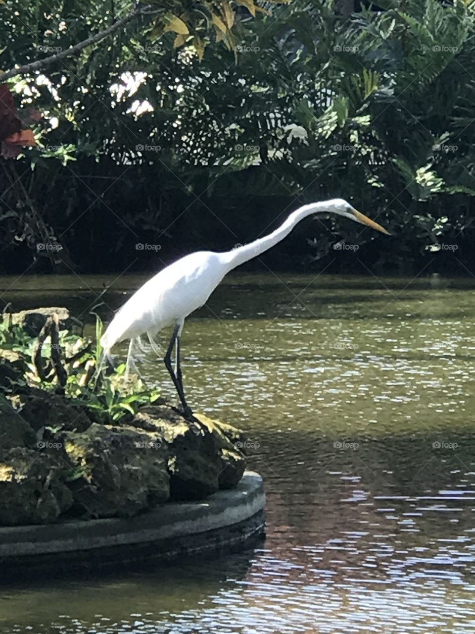 Great heron fishing 