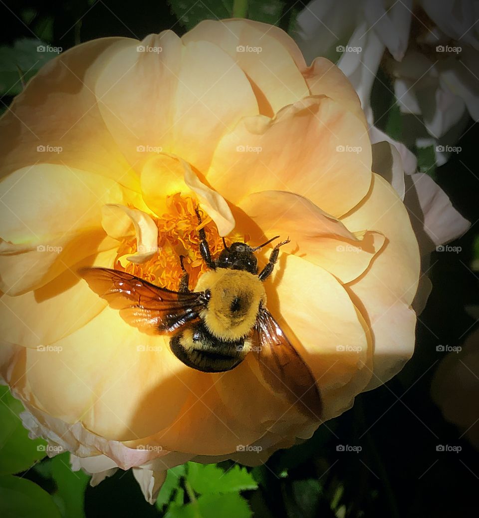 Bumblebee on peach flower 
