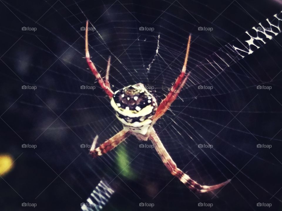 मकड़ी (Spider)