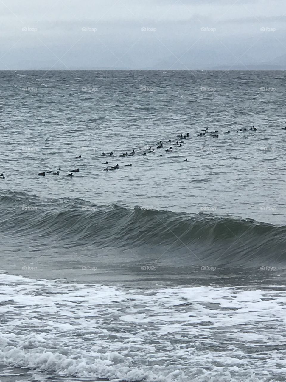 Shorebirds floating on the churning seas on a grey winter day. The blackbirds standout on the grey waters, with white foamy surf in the foreground and a blue cloudy skyline in the background.