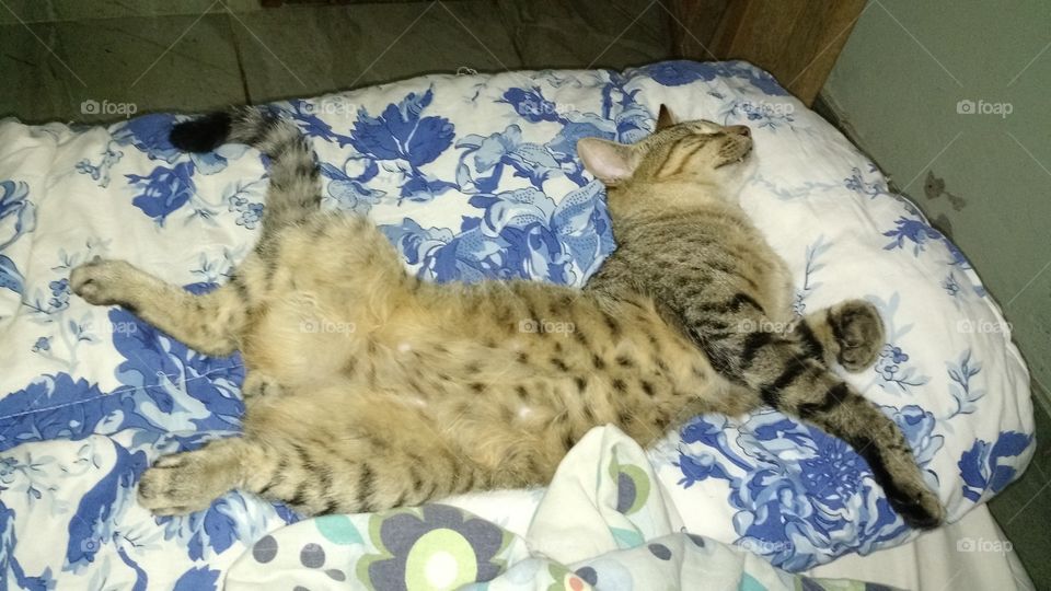 gato sonhador