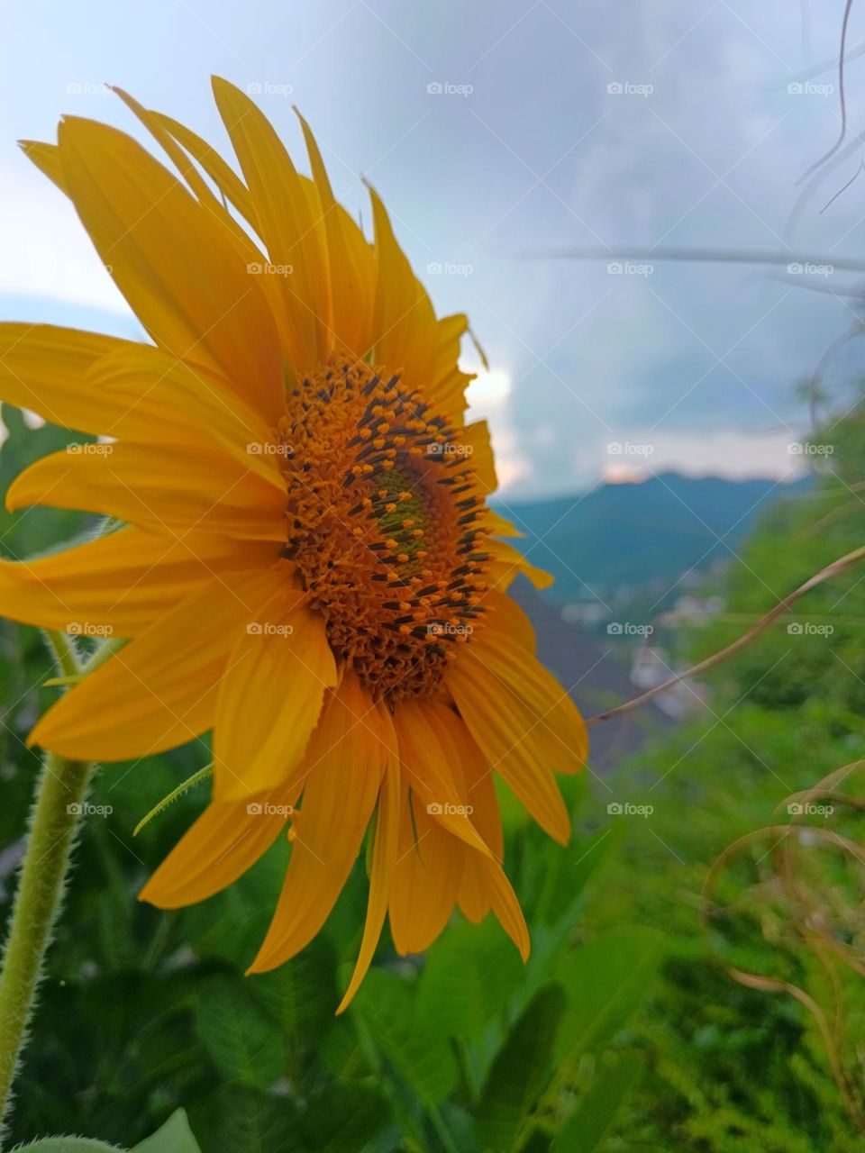 yellow and a storm far