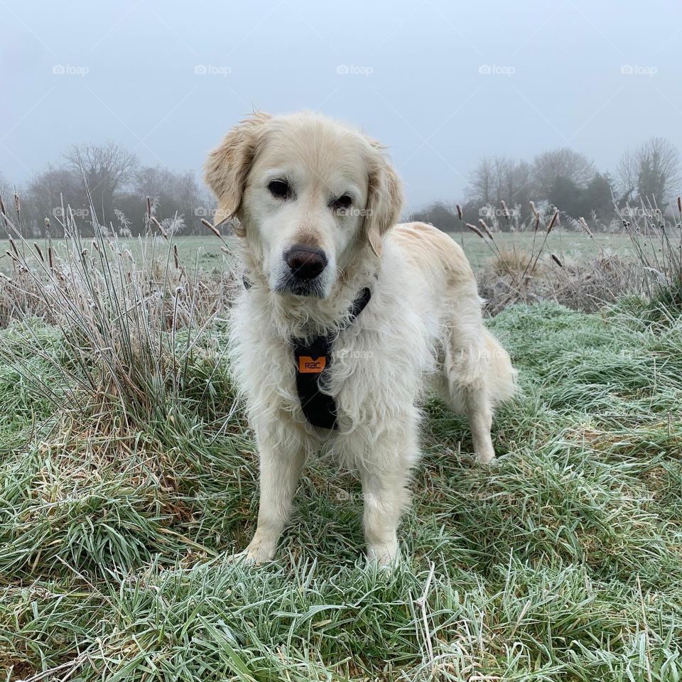 Frosty morning dog walk