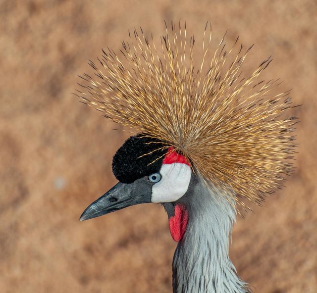 Spectacular birds