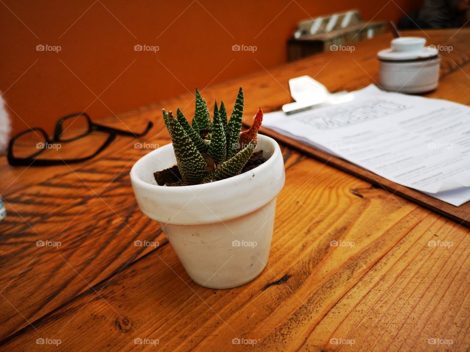 Succulent on restaurant table