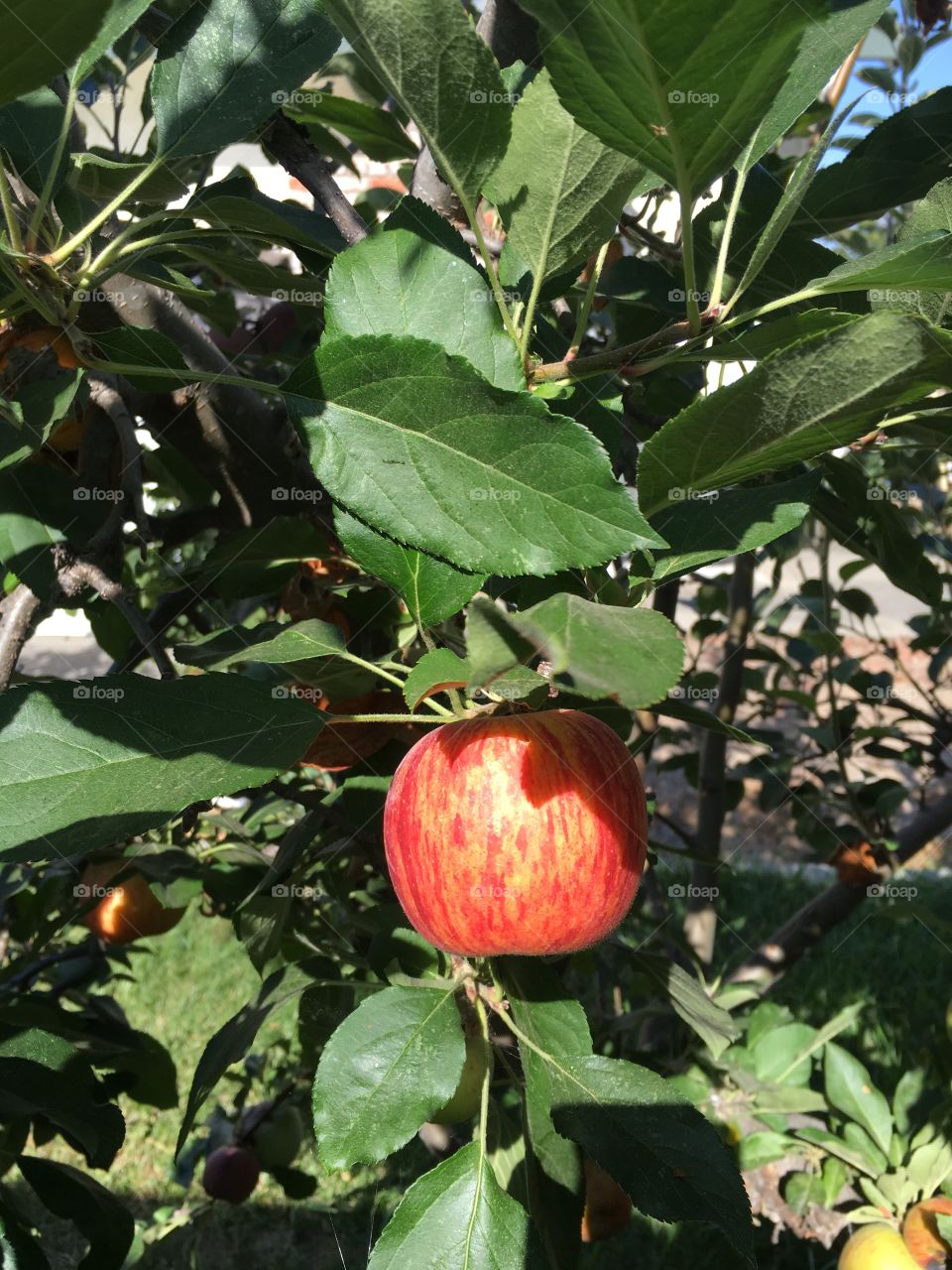 Apple tree