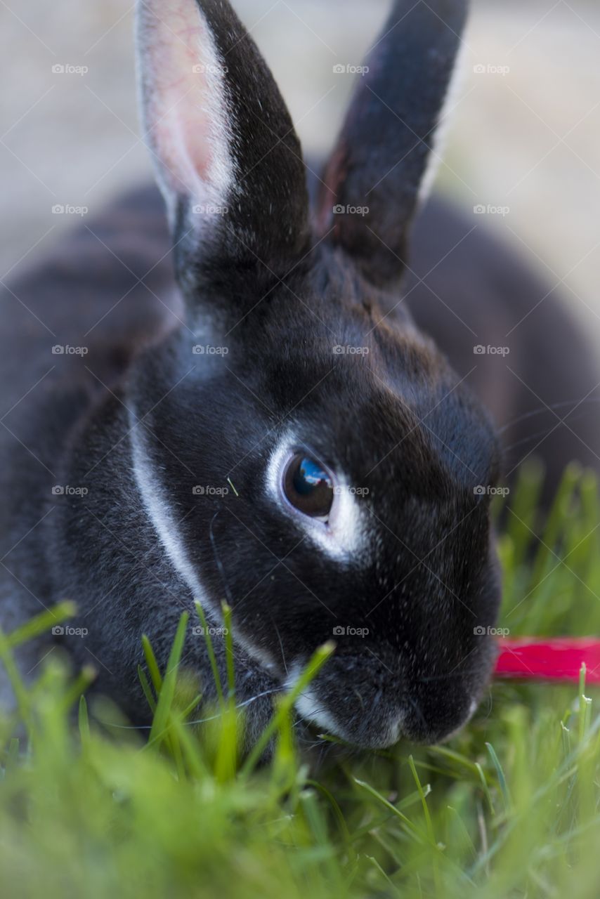our cute Dwarf Rex rabbit