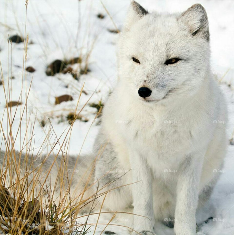 arctic fox