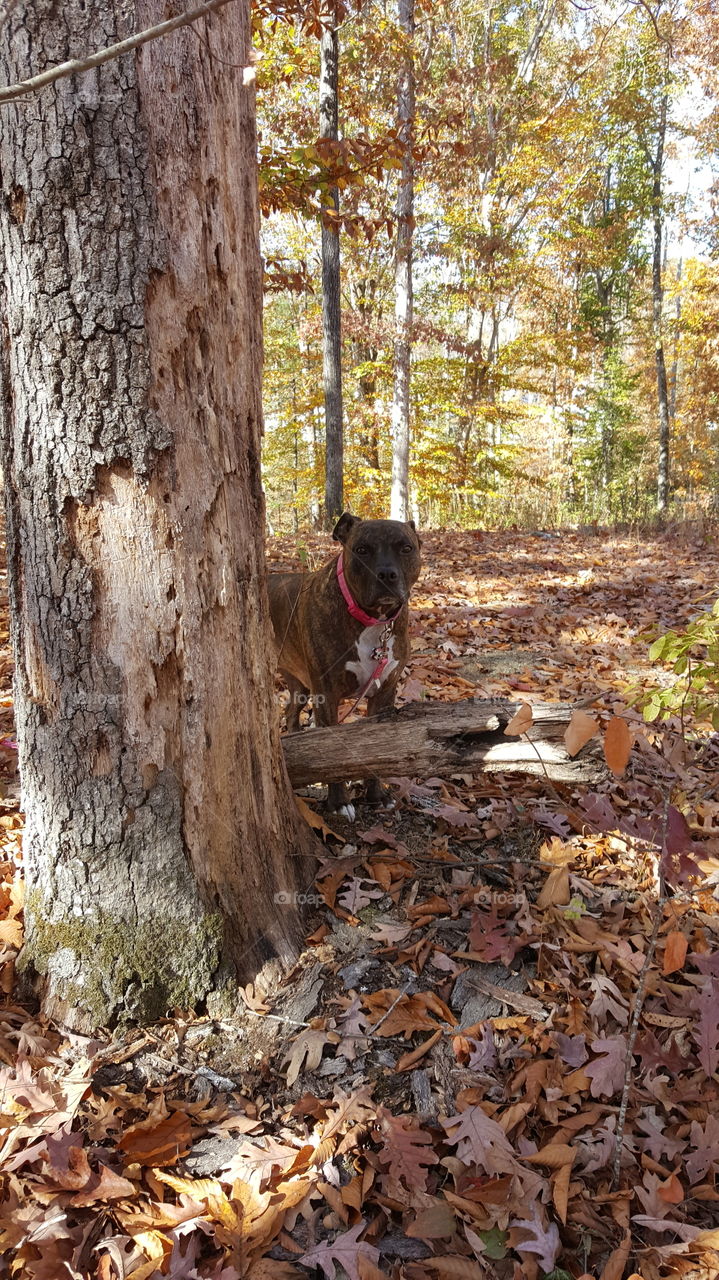 pitbull in the forest