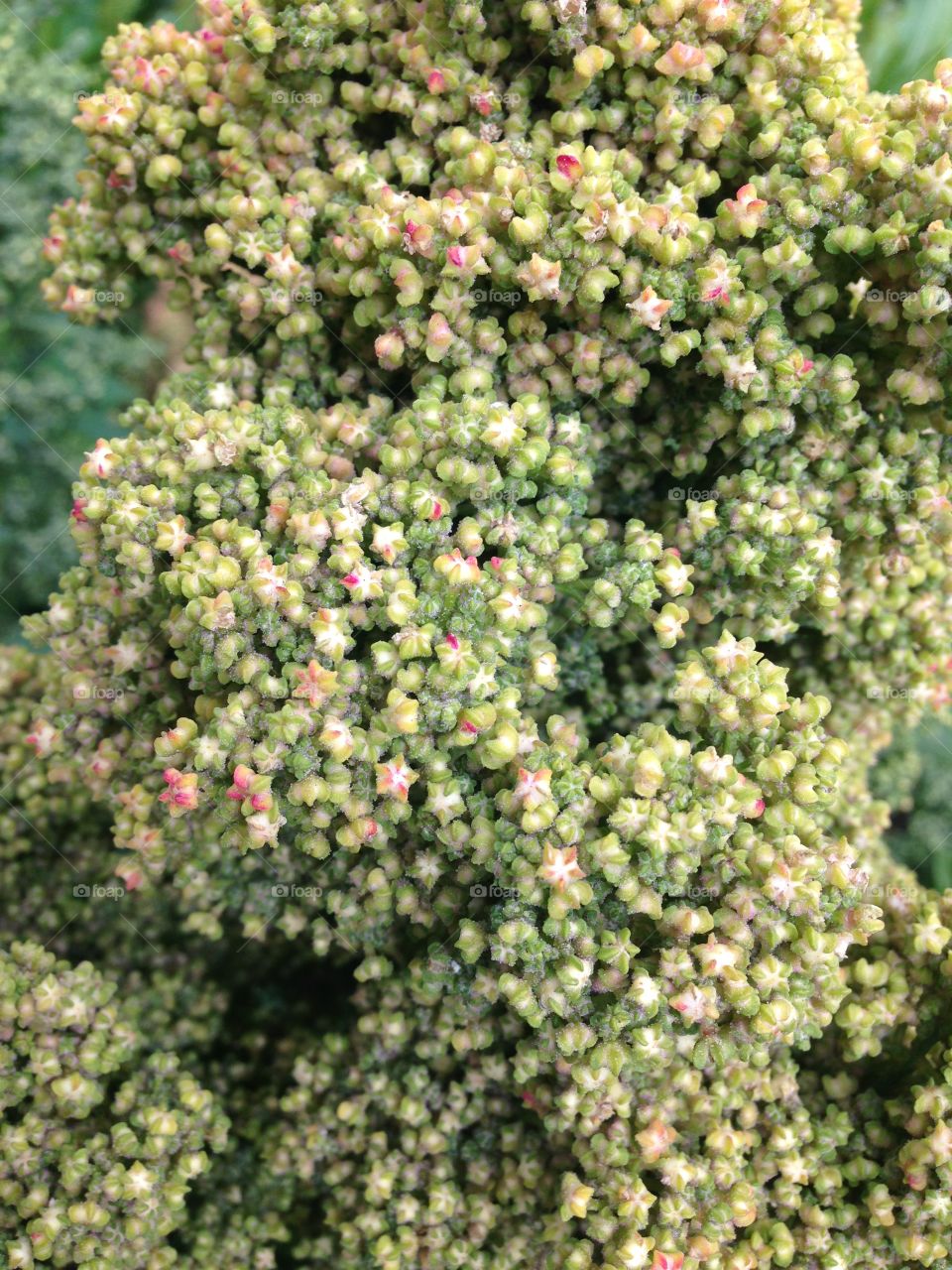 Quinoa growing