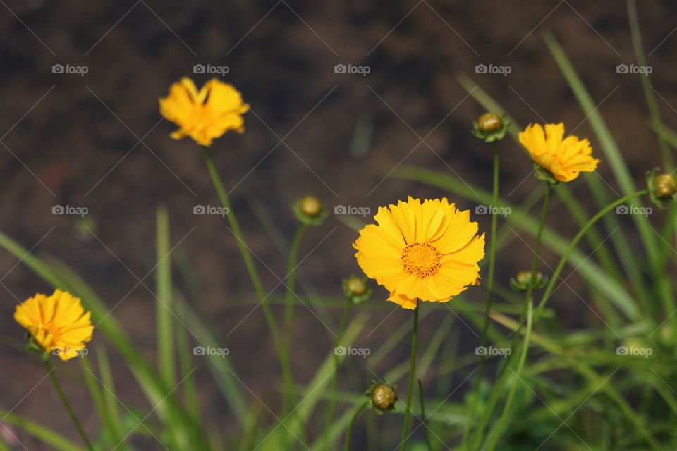 Yellow wild flowers