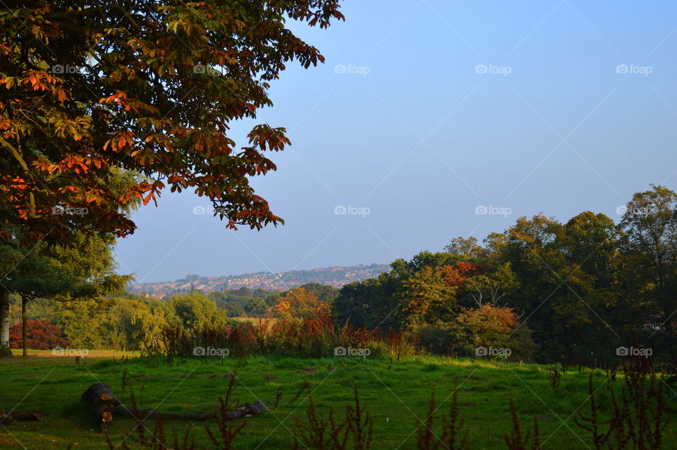 View of mountain through forest