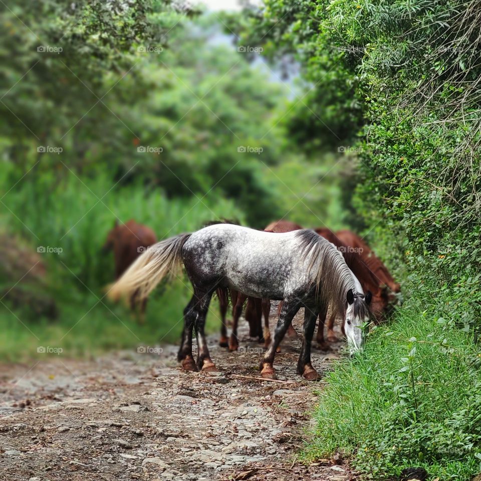percherón en la vía.