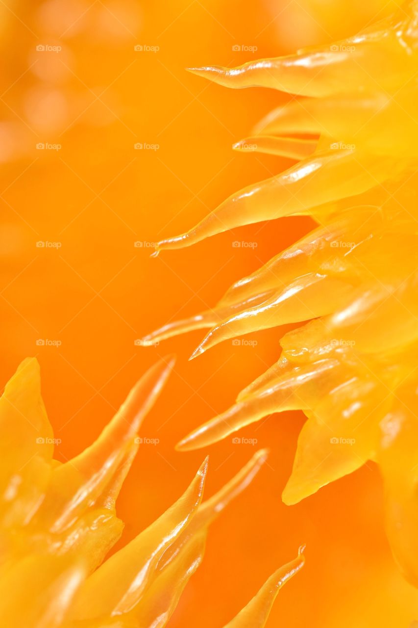 Orange macro 