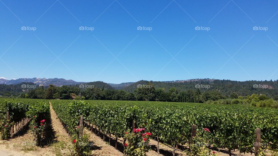 Agriculture farm in napa valley