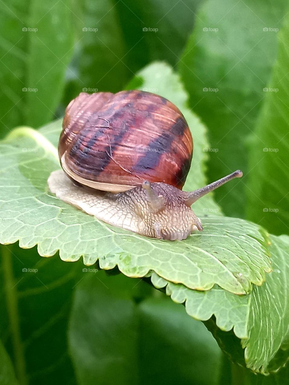 snails on the green leaves.