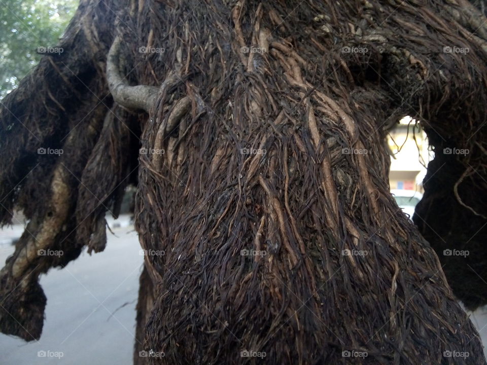 tree roots