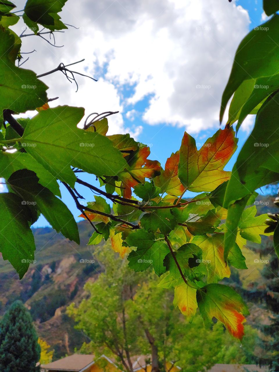 First signs of fall captured in the tips of changing leaves.