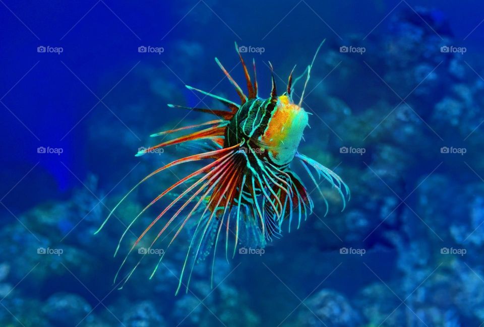 Beautiful and cute fish