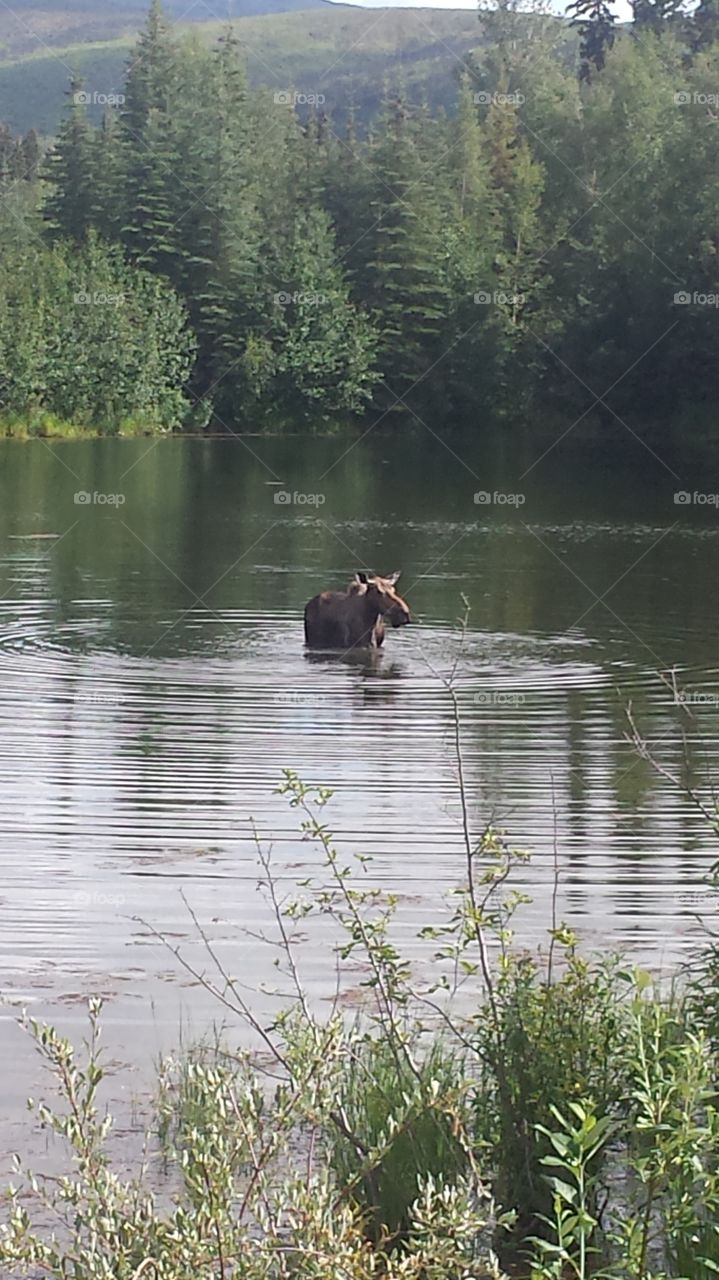 Water Moose