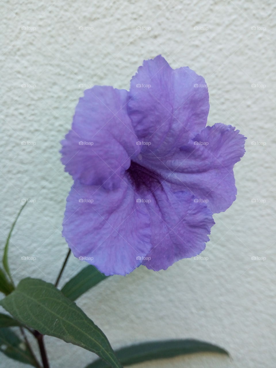violet petal