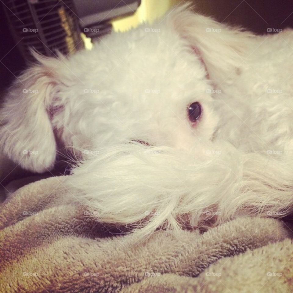 Dog peaking at camera like a fox