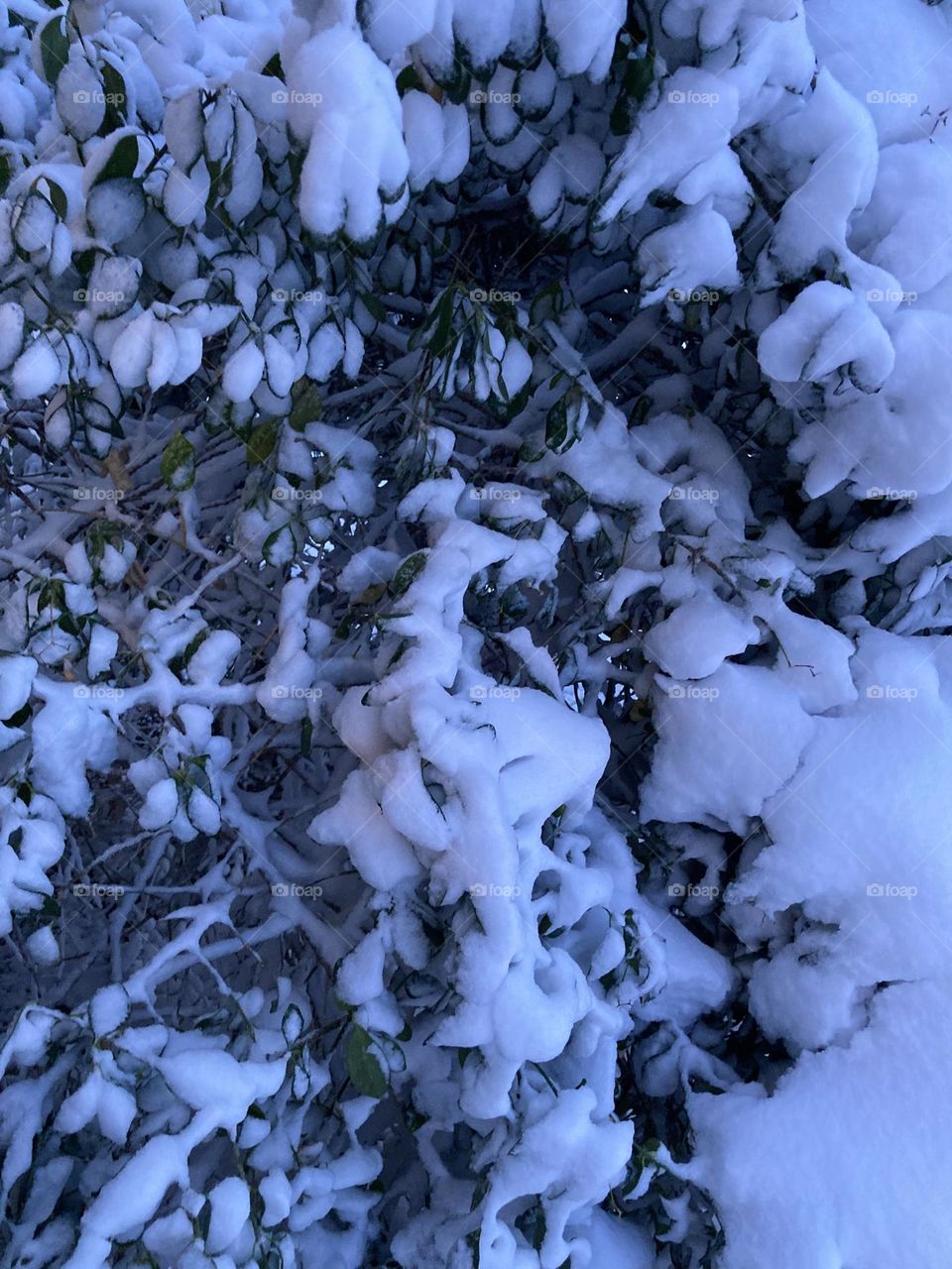 Snow-Covered Branches