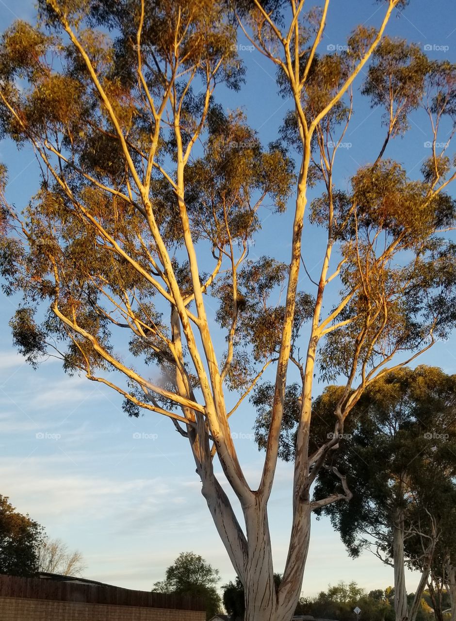 California sunrise on trees